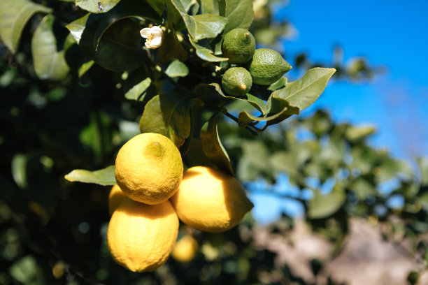 锡拉丘兹柠檬栽培 IGP图片下载