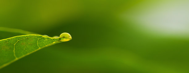 树叶上的水滴，纯净大自然的背景图片下载