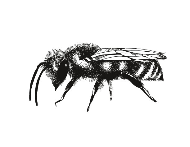 雕刻风格的蜜蜂孤立在白色上图片下载