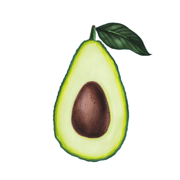 叶子孤立在白色背景上的鳄梨。生酮饮食手绘。有机食品。健康饮食理念，旧石器产品，标签，横幅，包装。商标或纺织品的装饰元素。图片下载