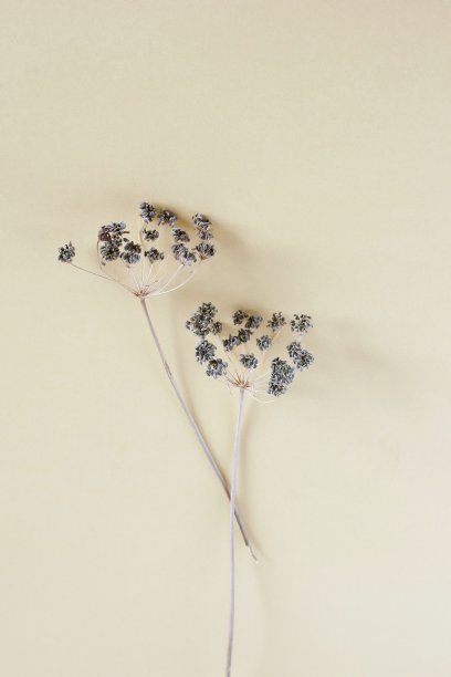 干燥的米色植物分支在白色背景俯视图。最小的花卉卡片。室内的海报图片下载