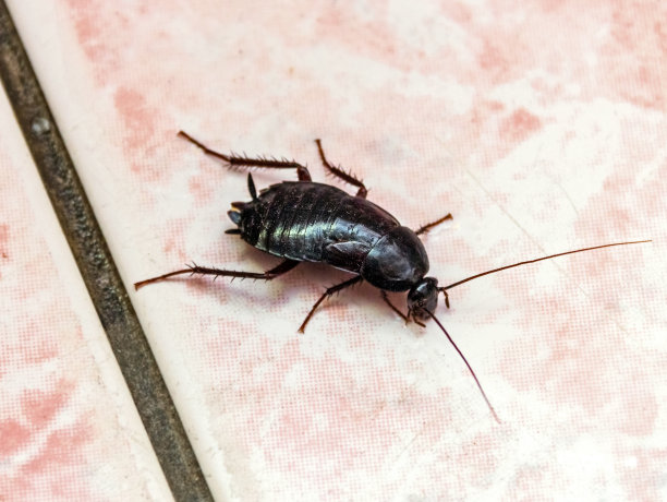 粉红色瓷砖地板上的大黑蟑螂图片下载