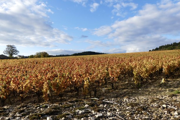 秋天的葡萄图片下载