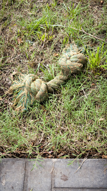 狗狗玩具图片下载