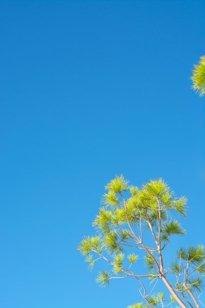 垂直背景与松树枝图片下载