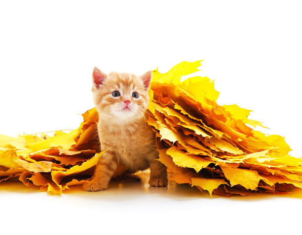 黄色叶子的小红猫。图片下载