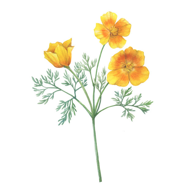分枝上有金色的加利福尼亚罂粟花(Eschscholzia caespitosa，加利福尼亚阳光，簇状和山麓罂粟)。水彩画手绘插图，孤立在白色背景。图片下载