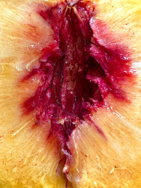 减半桃子图片下载