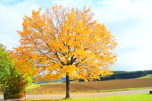 秋天，形状完美的枫树图片下载