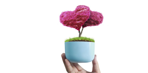 手捧萌苗。环境地球日在树木的手中生长幼苗图片下载