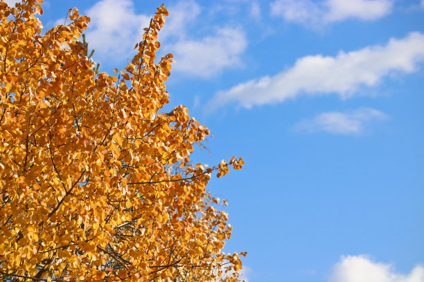 印度夏天——明亮的黄橙色白杨树叶映衬着蓝色的天空。秋天的背景。图片下载
