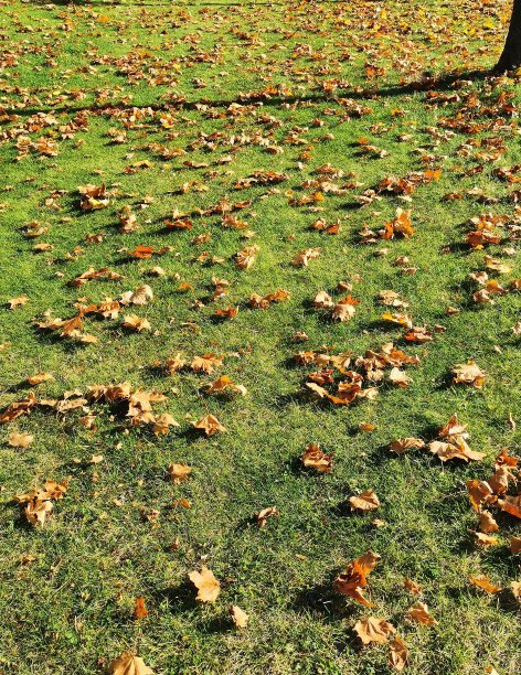秋天的背景。秋天的落叶散落在草坪上图片下载