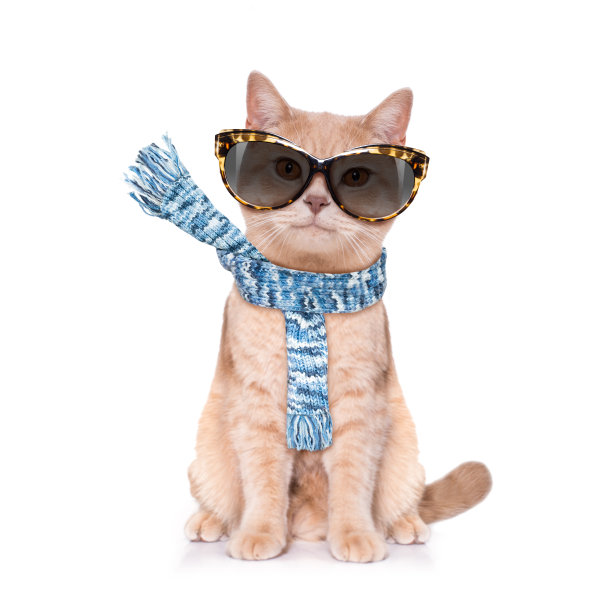 狗和主人在秋天图片下载