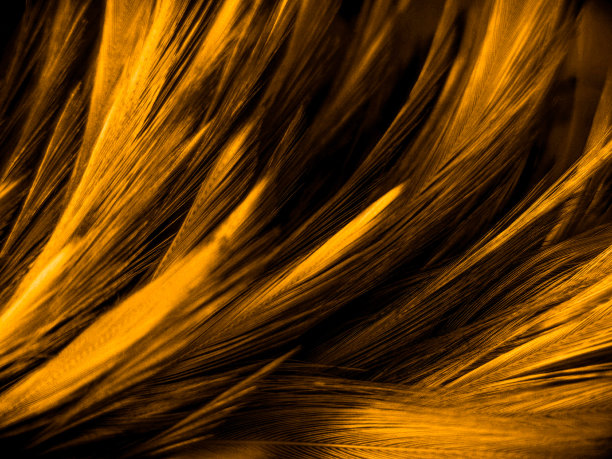 美丽抽象多彩的黑色橙色和黄色羽毛在黑色的背景和柔软的白色金色羽毛纹理在黑色的图案和黄色的背景，五颜六色的羽毛，黄色的横幅图片下载