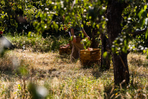 成熟的苹果装在板条箱里，挂在果园的树上图片下载