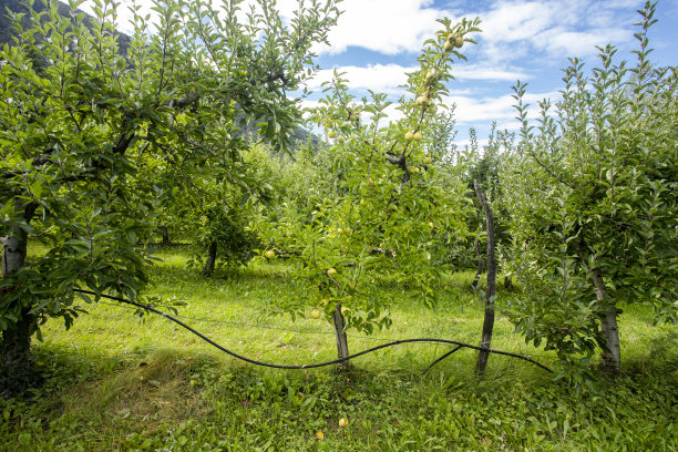 苹果树图片下载