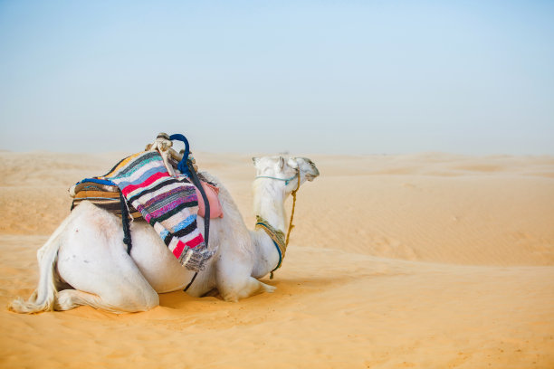 沙漠旅行与探险图片下载