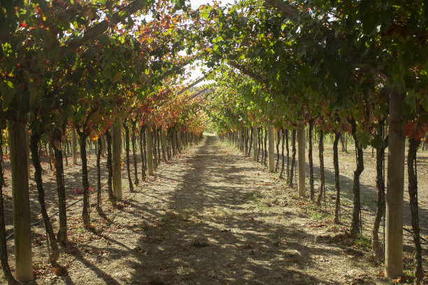 西班牙索蒙塔诺地区的秋季葡萄园。图片下载