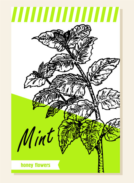 薄荷蜂蜜植物标签贴纸和卡片图片下载