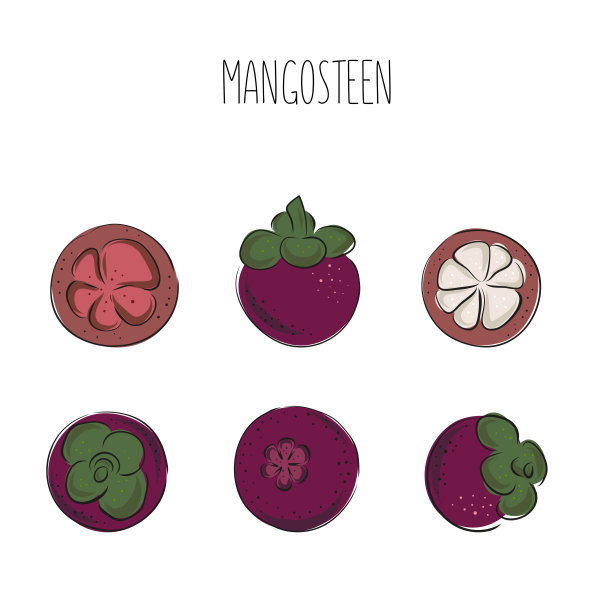 一套手绘的山竹热带水果。新鲜的有机食品。带草图的矢量图图片下载