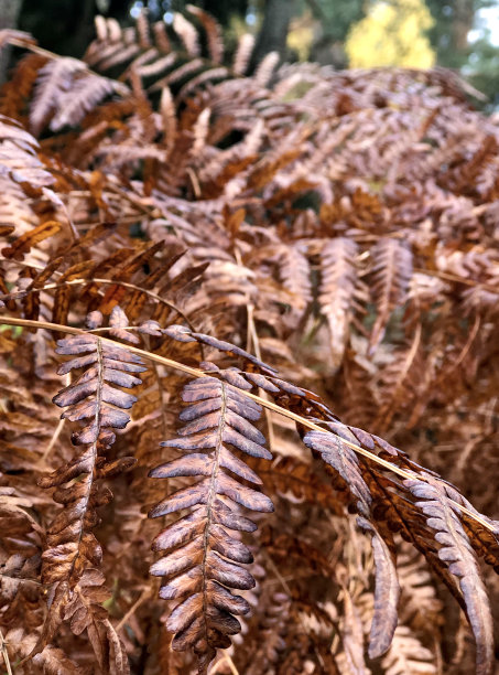 森林灌木丛中的红色蕨叶。背景图片图片下载