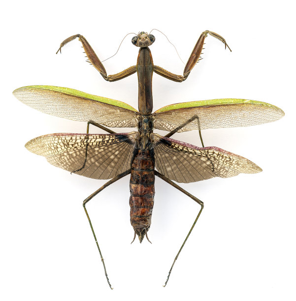 中国螳螂(Tenodera sinensis)，固定和固定图片下载