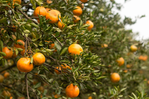 橘子在树上和橘子花园。图片下载