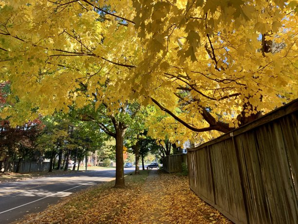 秋天的郊区街道图片下载