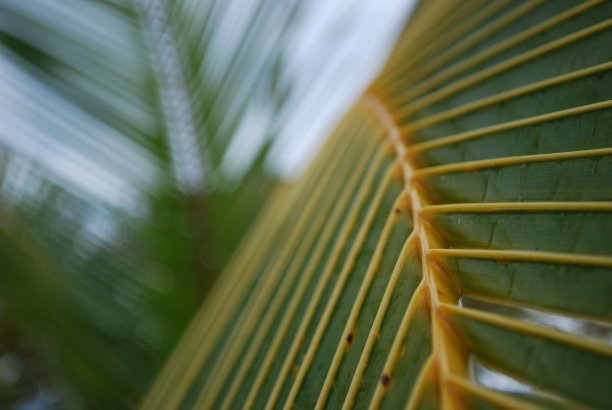 远程牙买加海滩图片下载