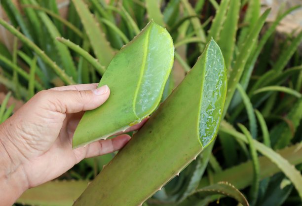 芦荟植物。女人拿着芦荟叶。图片下载