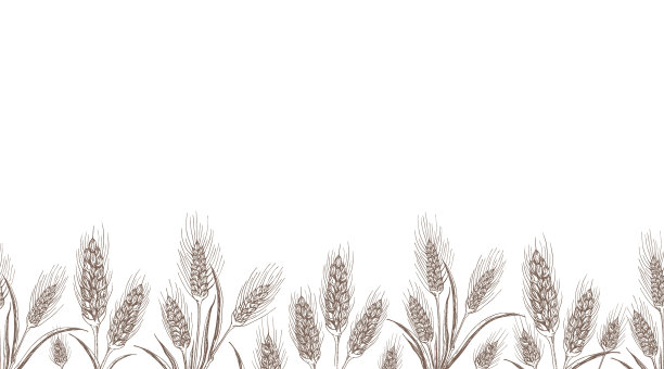 无缝小麦或大麦背景孤立图片下载