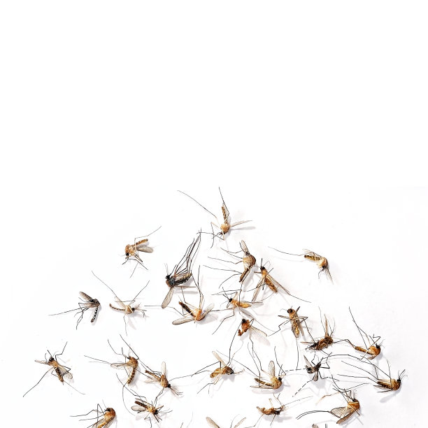 蚊子恶死将疾病传播给我们，用白色背景/空白文字。图片下载