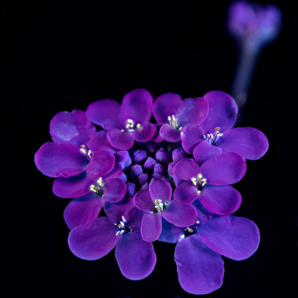 UVIVF女性的火箭图片下载