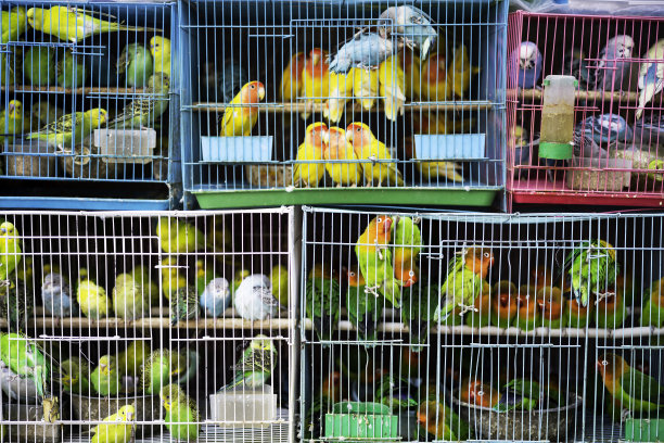 笼子里有许多鹦鹉图片下载