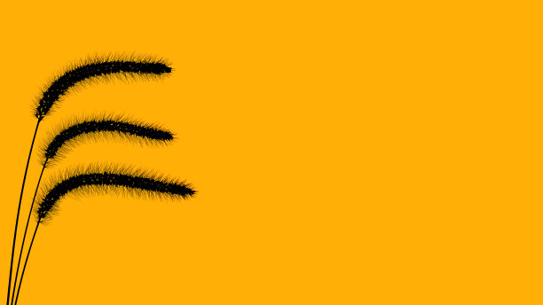 风中的野草图片下载