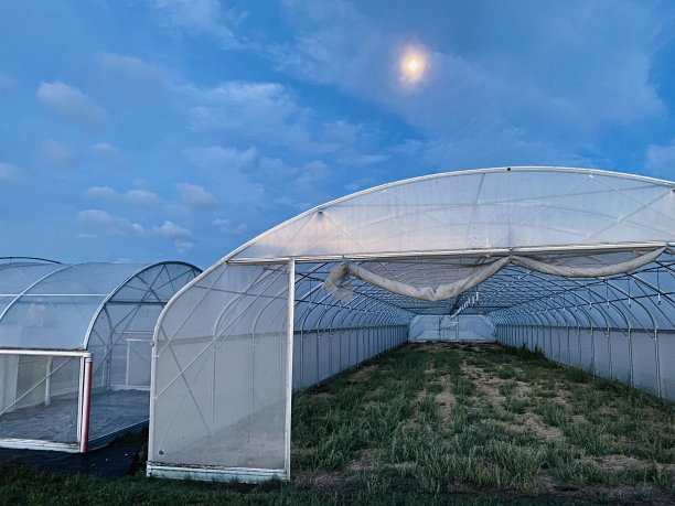 早上废弃的温室图片下载