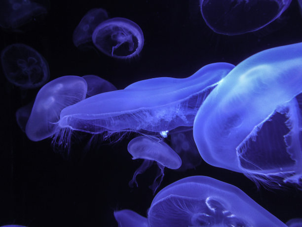 神奇的水母图片下载