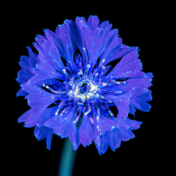 UVIVF浅图片下载