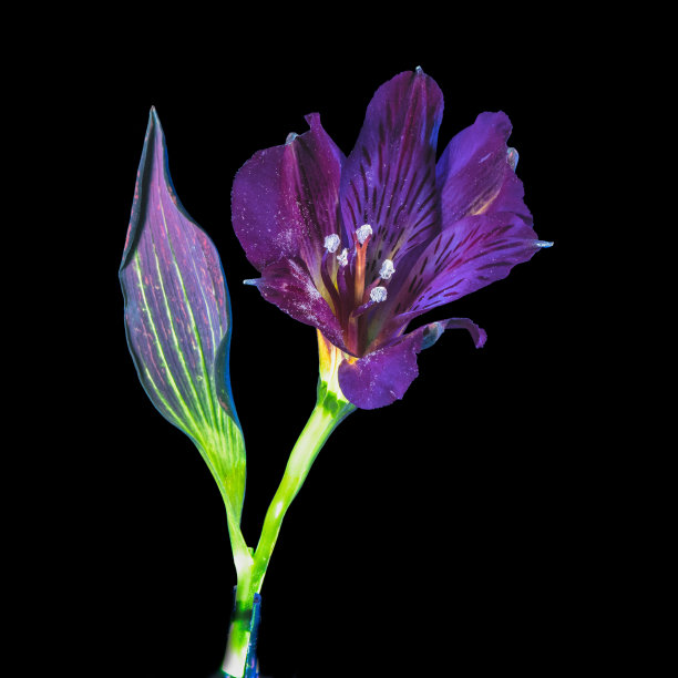 UVIVF花日出图片下载