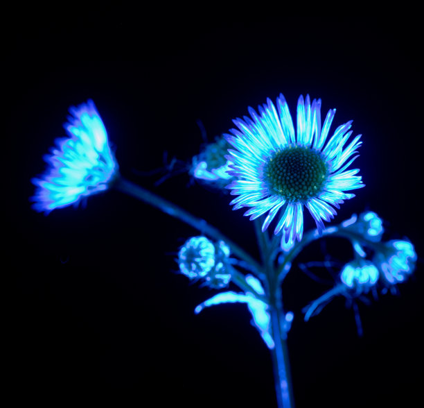 UVIVF野花与UV油墨图片下载