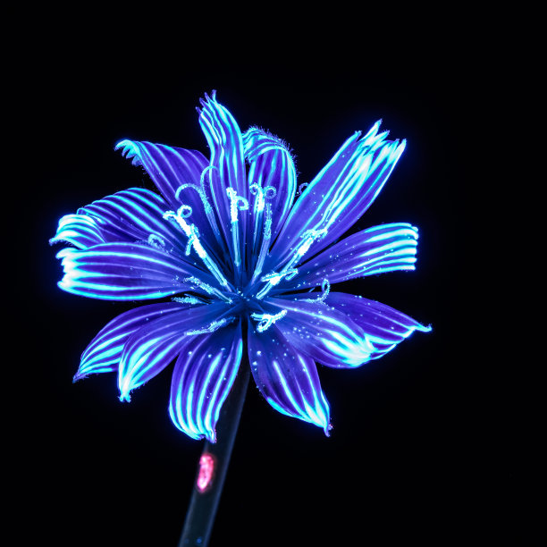 UVIVF野花与UV油墨图片下载