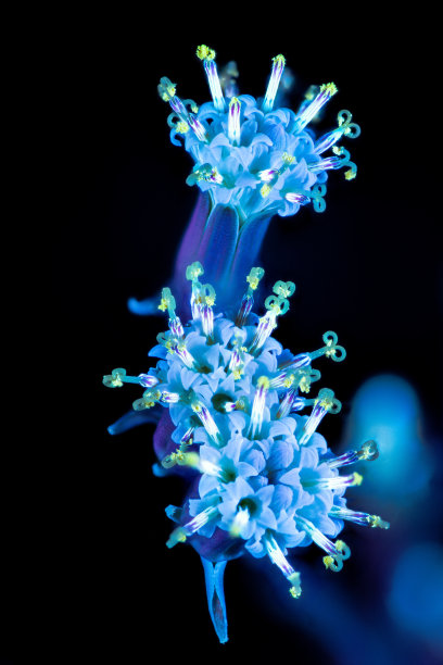 乌维夫蓝粉笔图片下载