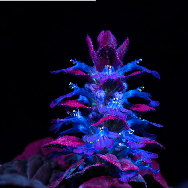 乌维夫·阿朱加图片下载