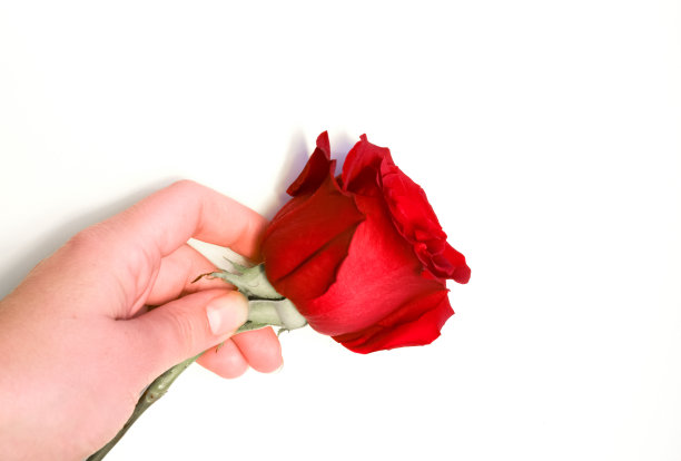 手捧一朵美丽的红玫瑰孤立在白色。图片下载
