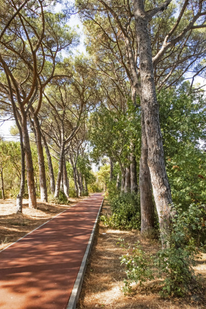 最基本的氧气来源是树木图片下载