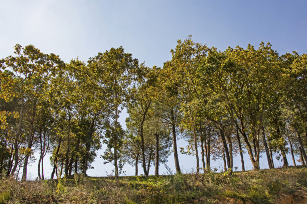 最基本的氧气来源是树木图片下载