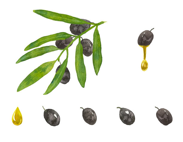 一组黑色水彩橄榄叶。成熟的果实与油滴和树枝或树枝的树。为你的设计收集孤立的对象:标志，标签，贴纸和其他图片下载