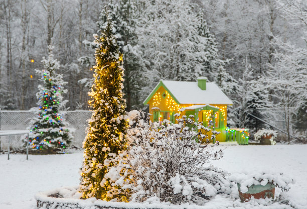 圣诞装饰灯照亮在家里的花园在冬天的户外。家中花园花坛常绿家用西花蓟树上的Led灯。图片下载