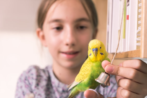 小女孩和她的宠物虎皮鹦鹉喜欢一起玩图片下载