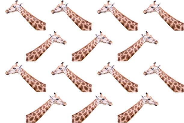 成年长颈鹿头隔离。白色背景。图片下载